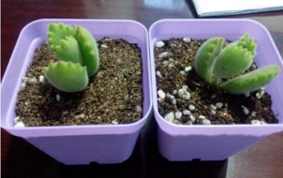 熊童子扦插技巧，五個(gè)簡(jiǎn)單小步驟一學(xué)就會(huì)