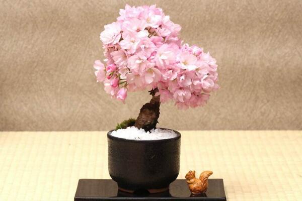 櫻花的種植方法，5步即可完成櫻花的種植