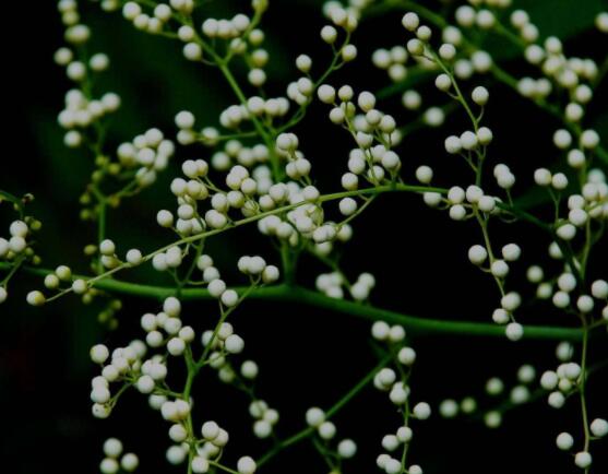 六月雪養(yǎng)殖技術(shù)，老農(nóng)總結(jié)六點(diǎn)必要養(yǎng)護(hù)方法(枝葉翠綠)