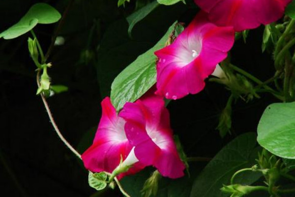 牽?；槭裁粗形绮荒軡菜? src="/nongchan/d/file/20201223/e3dsflonkz3.jpg" / data-xh0S="nuETOb"></p>
<p data-jzf5="Tmh1eO">
	不能在中午的時(shí)候給牽牛花澆水，是因?yàn)橹形绲臏囟缺容^高，此時(shí)土壤的溫度也很高，如果澆水的話，土壤就會(huì)過于濕熱，這樣容易導(dǎo)致它的根系被灼傷，所以我們一般最好在早晚的時(shí)候?yàn)槠錆菜?/p>
<p data-Dz1i="sFoHbd">
	<strong data-0wBC="0ZMmic">2、澆水方法</strong></p>
<p data-rJjA="WuzovX">
	<img alt=