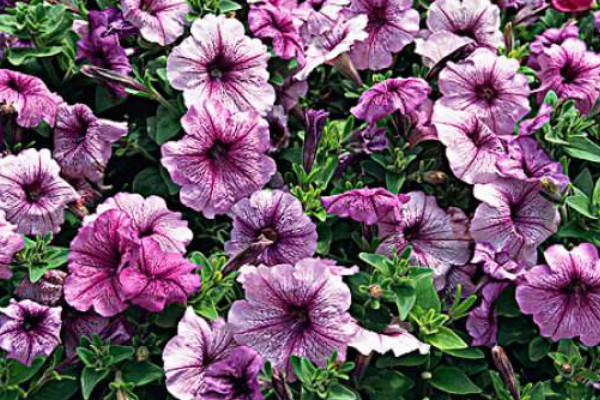 矮牽牛什么時(shí)候播種