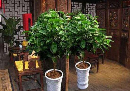 平安樹怎么養(yǎng)才茂盛，平安樹的養(yǎng)殖方法