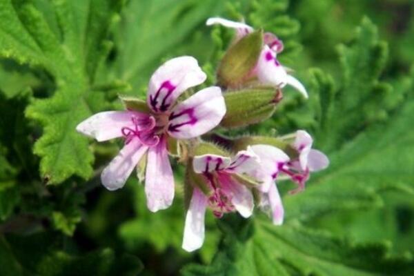 天竺葵花語(yǔ)