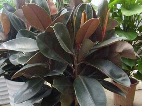 橡皮樹一盆栽幾棵最好，三棵為森八棵為發(fā)（推薦1/3/8/9）