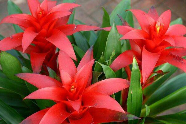 鴻運(yùn)當(dāng)頭小苗沒根能活嗎