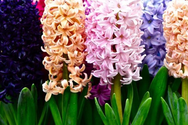 風(fēng)信子春天怎么養(yǎng)