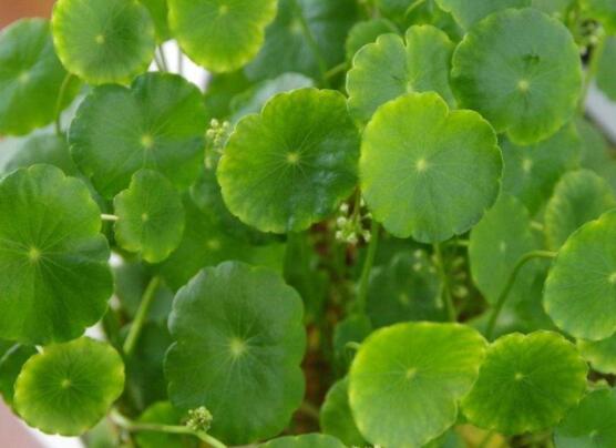 銅錢草放在臥室好嗎，寓意著家有銅錢、財源滾滾