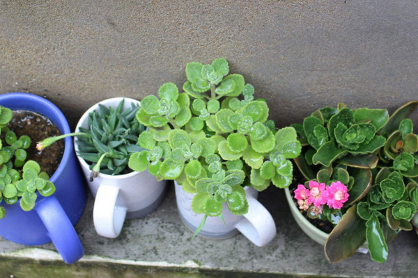 碰碰香怎么過(guò)冬，入室保溫并加強(qiáng)光照