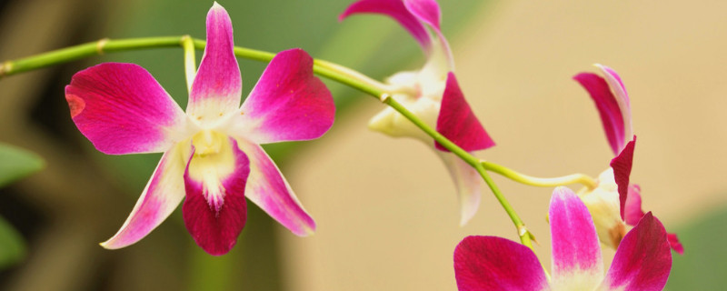 蝴蝶蘭盆栽好養(yǎng)嗎