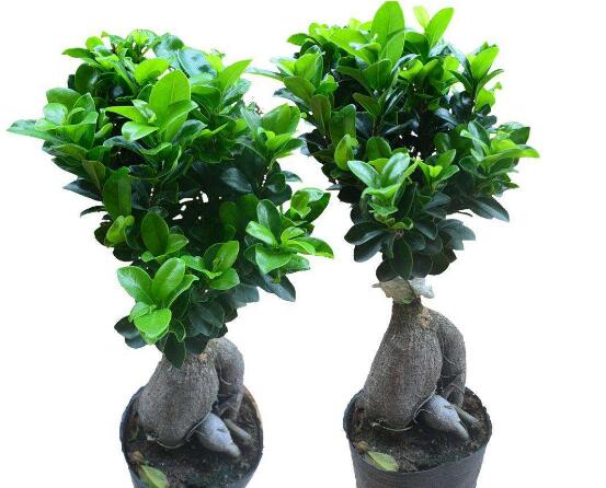 榕樹怎么養(yǎng)，榕樹養(yǎng)殖方法和注意事項