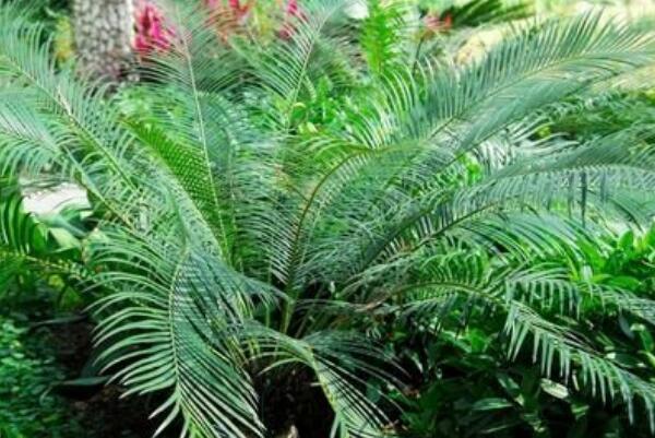 蘇鐵葉子發(fā)黃的原因以及解決方法，多是以下五種原因