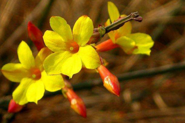 迎春花葉子發(fā)軟怎么辦