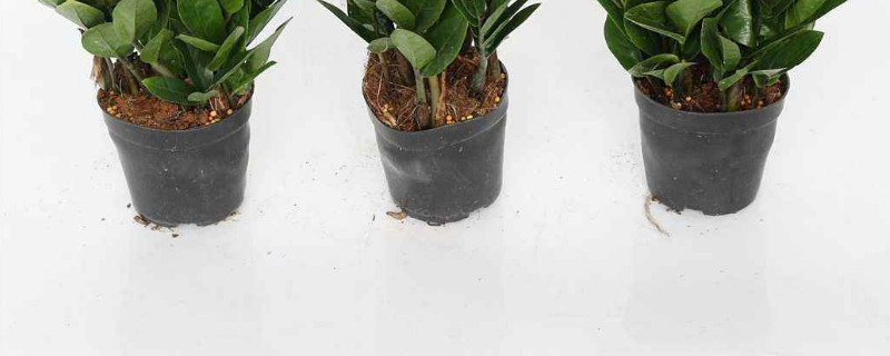 金錢(qián)樹(shù)移盆后幾天服盆