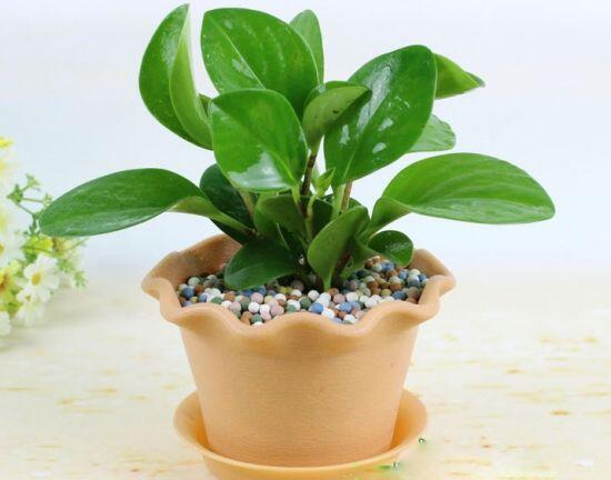 碧玉葉子發(fā)黃怎么辦，教你五步讓它重新恢復(fù)生機(jī)