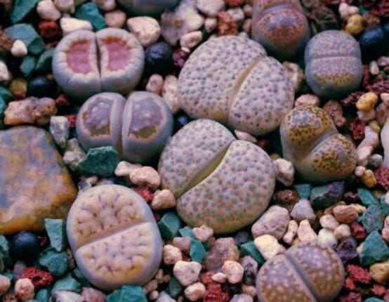 夏天生石花怎么養(yǎng)，做好五個要點可安然度夏