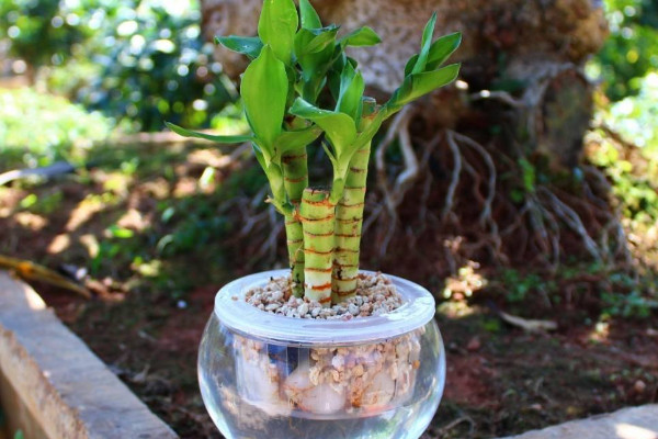 水培富貴竹怎么養(yǎng)才能旺盛，選用干凈清潔的水質栽培