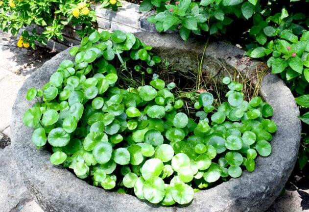 銅錢草怎么吃，這樣做不光好吃還能治病