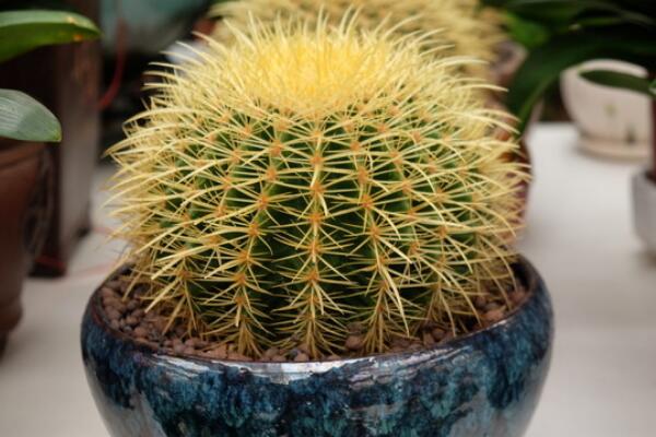 仙人球澆水方法，不同的季節(jié)植株對水分的需求不同