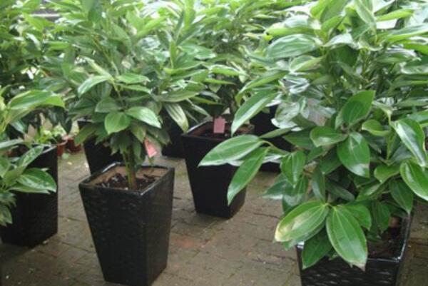 平安樹需要修剪嗎，打頂處理是修剪的第一步