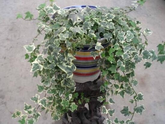 常春藤葉子發(fā)黃的原因有三，讓它重新恢復(fù)生機(jī)