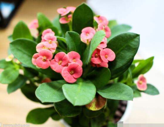 虎刺梅黃葉怎么辦，多半是施肥和修剪不當引起的