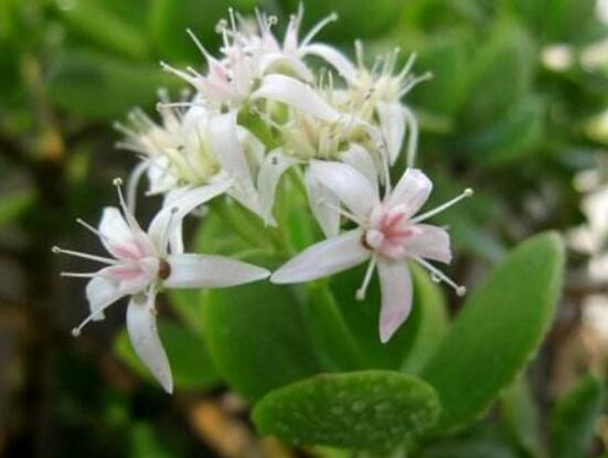 玉樹花幾年開花，掌握五大要點(diǎn)可年年開花