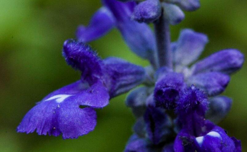 藍色薰衣草花語，一對戀人之間的心心相印