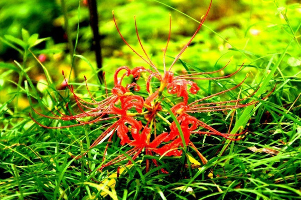 彼岸花葉子發(fā)黃了怎么辦