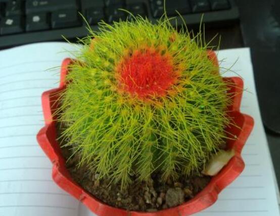 仙人球的作用與功效，美化環(huán)境、凈化空氣