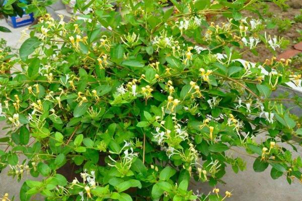 金銀花施肥方法大全，金銀花四季施肥要點(diǎn)