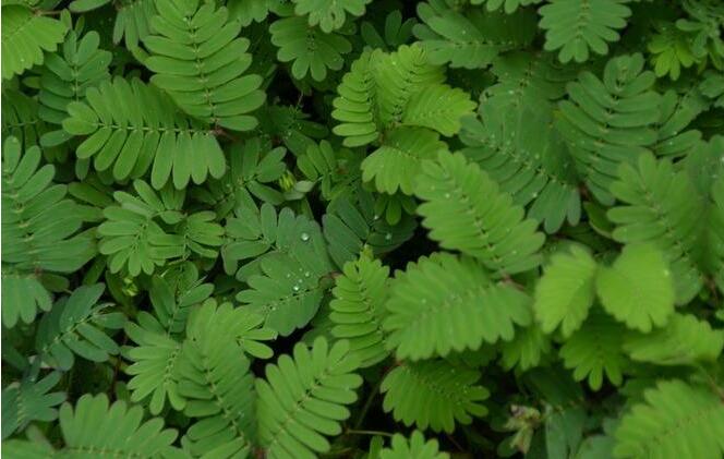 含羞草怎么養(yǎng)長(zhǎng)的快，需要養(yǎng)殖在適合生長(zhǎng)的環(huán)境中