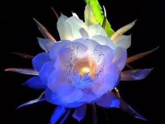 曇花怎么澆水，不同季節(jié)不同澆水量(見干見濕)