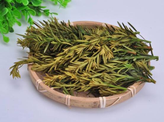 紅豆杉泡水喝的功效，防癌抗癌、增強(qiáng)免疫力、消炎抑菌