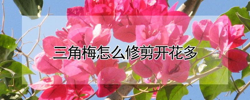 三角梅怎么修剪開(kāi)花多