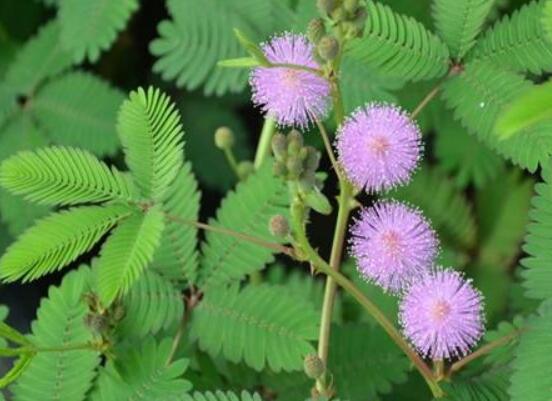 含羞草能在家里養(yǎng)嗎，不適合/頭發(fā)、眉毛嚴(yán)重脫落