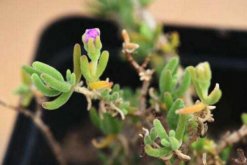 碧光環(huán)會開花嗎，會開/但開花難度較大