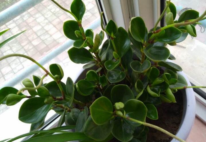 碧玉花的功效與作用，凈化空氣美化居室