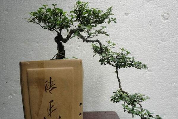 六月雪用什么盆好，青釉最好、紫砂備選