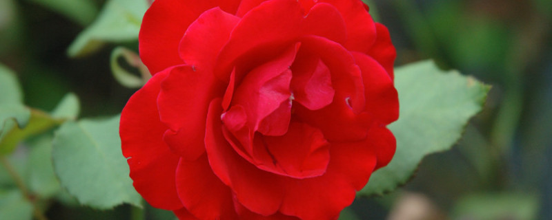 玫瑰花怎么養(yǎng)才不會(huì)枯萎