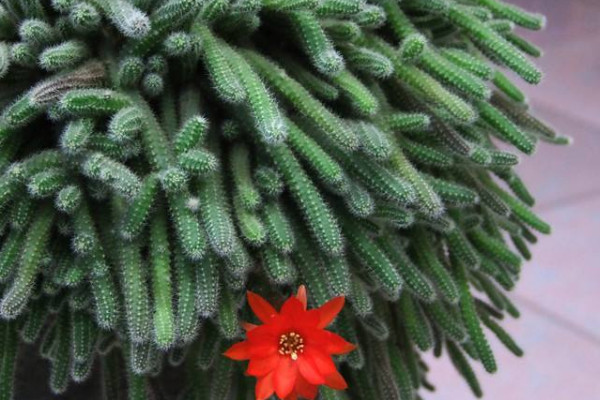 毛毛蟲仙人掌怎么養(yǎng)