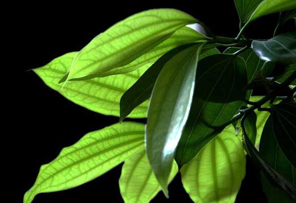 平安樹怎么修剪才茂盛，3種修剪方法