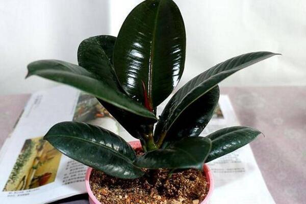 橡皮樹如何砍頭，橡皮樹砍頭全部過程