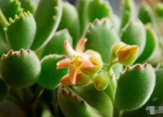 熊童子開(kāi)花會(huì)死嗎，不會(huì)/適當(dāng)遮陰、及時(shí)降溫