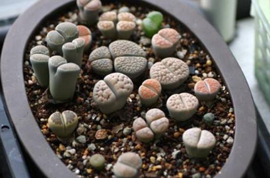 生石花家庭養(yǎng)護(hù)，老農(nóng)總結(jié)最實用五大要點