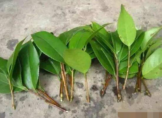 橡皮樹扦插，教你六大基本步驟快速生根發(fā)芽(30天)