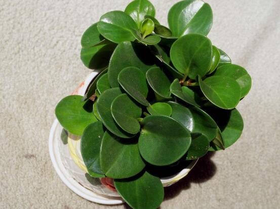 碧玉花葉子發(fā)黑怎么辦，四種原因以及解決辦法