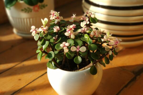 雅樂之舞和金枝玉葉的區(qū)別，觀察長勢(shì)以及葉片