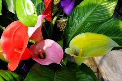 彩色馬蹄蓮怎么養(yǎng)，掌握以下要點(diǎn)新手也能養(yǎng)好馬蹄蓮