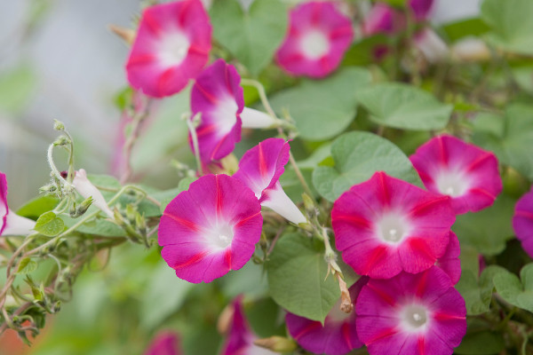 牽?；ǖ酿B(yǎng)殖方法和注意事項