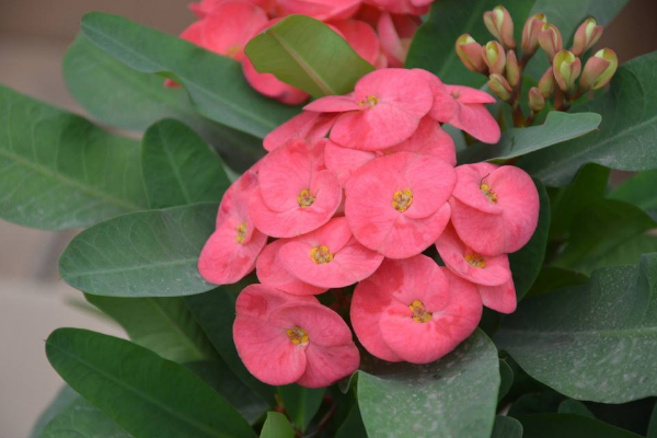 虎刺梅怎么養(yǎng)怎么配土，使用疏松肥沃、通透性較強(qiáng)的土壤